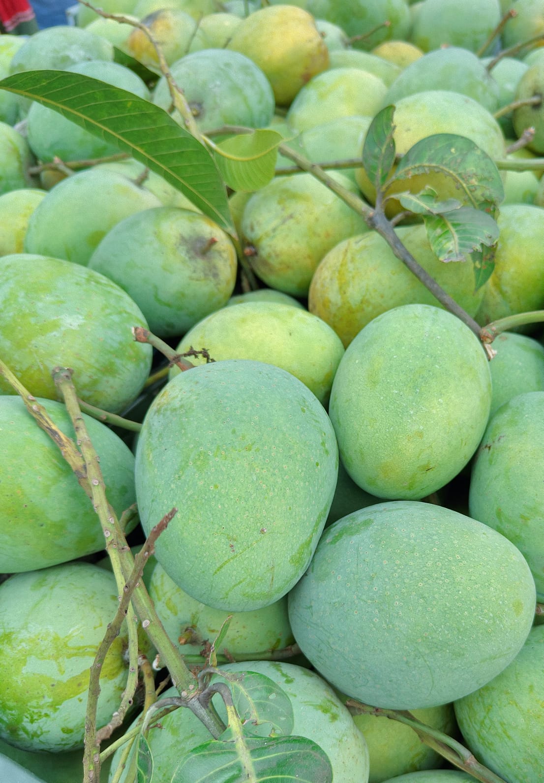 জামাই আম, ডেলিভারি ১৫-২০ জুন