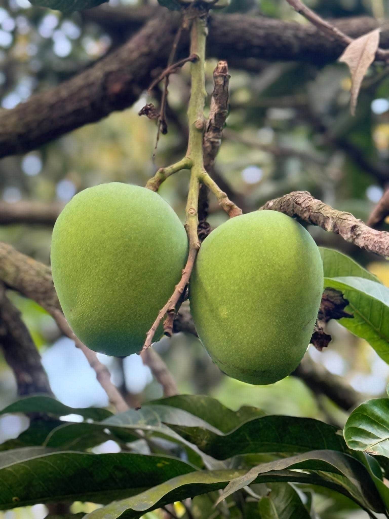 হিমসাগর আম (Export Quality)